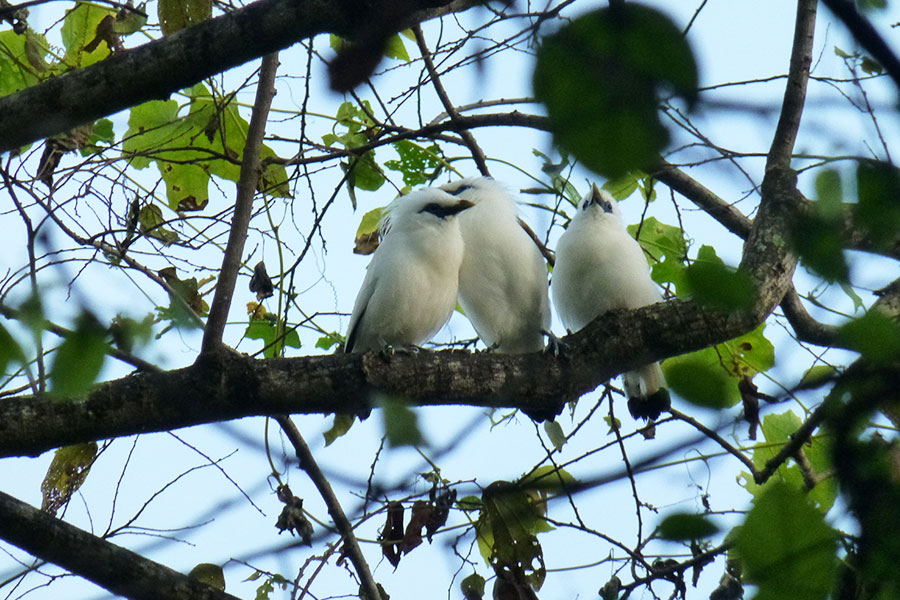 Bird Watching Tour